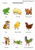 Animals Sounds 2 flashcards